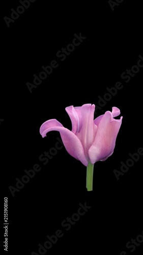 Time lapse of a pink fringed tulip opening and blooming from a closed bud to a fully open flower. Isolated on a black background, vertical video for botanical, floral and spring projects.