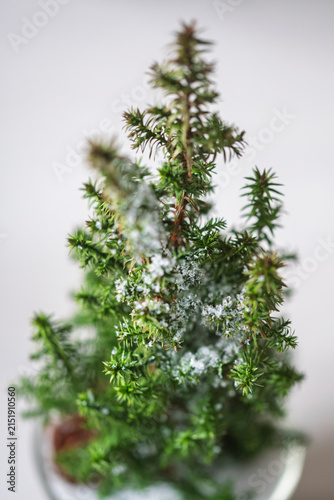 Mini Weihnachtsbaum mit Kunstschnee - Weihnachten, Dekoration im Winter