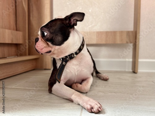 Canvas Print Adorable Boston Terrier with rare chocolate-brown and white coat resting in a sleek minimalist home setting