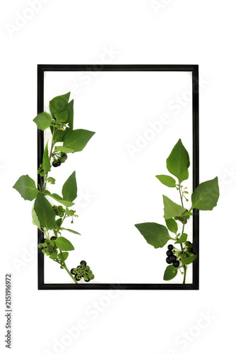 Deadly nightshade abstract background border frame on white with black frame. Poisonous plant with berries used in herbal medicine under professional care. Atropa Belladonna