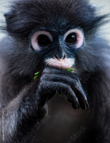 Canvas Print Dusky leaf monkey eating fresh green leaves