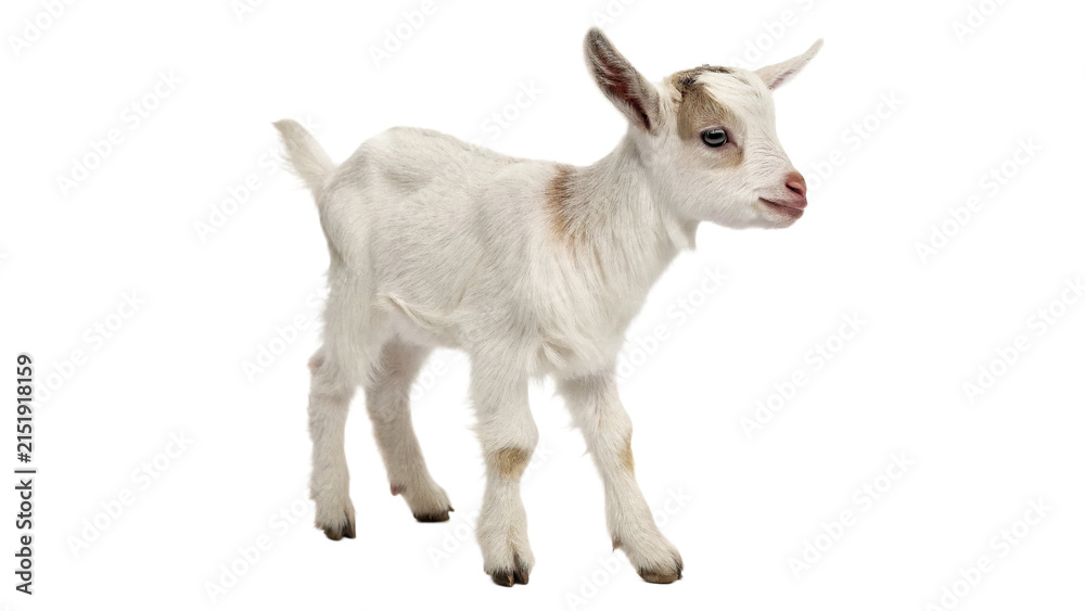 Fototapeta premium Small young white goat kid farm animal standing profile view isolated on transparent background