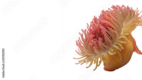 Fotografie Beautiful bright pink sea anemone exotic marine underwater creature fauna isolat