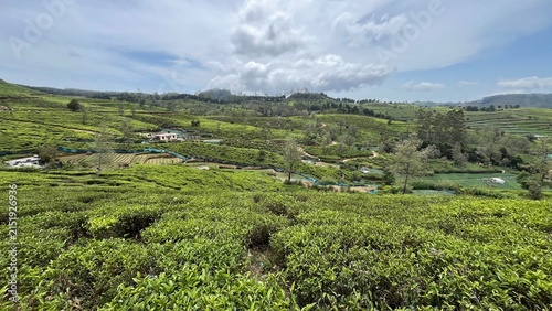 pekoe trail, Sri Lanka, nuwara elyia, tea plantation , tea tea harvest, tea plucking, village , vegetable field