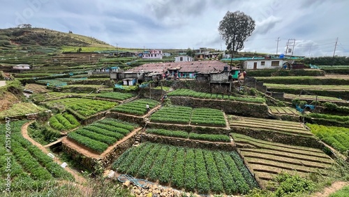 Quadro su tela pekoe trail, Sri Lanka, nuwara elyia, tea plantation , tea tea harvest, tea pluc