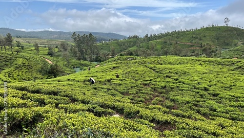 pekoe trail, Sri Lanka, nuwara elyia, tea plantation , tea tea harvest, tea plucking , green tea plantation