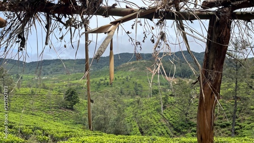 pekoe trail Sri Lanka nuwara elyia , tree in the wind