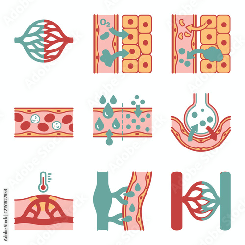 Human circulatory system and cellular exchange of gases and nutrients schematic illustration