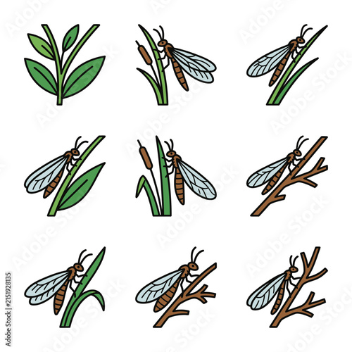 Winged insect on plant stem and twig illustrations collection