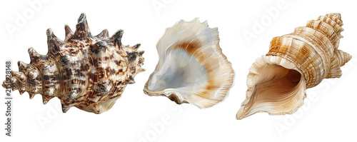 Collection of Various Seashells with Unique Shapes and Textures for Marine and Beach Themes.