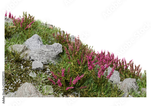 Canvas Print Rocky mountain slope covered with blooming pink heather flowers and green grass