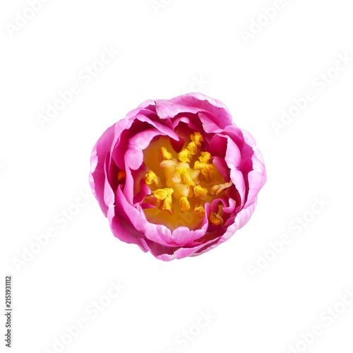Closeup of pink peony tulip flower isolated on white or transparent background. Top view.