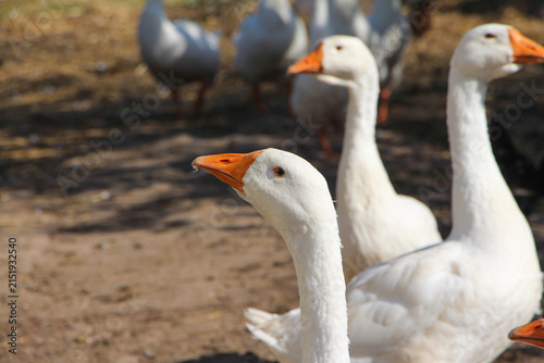 Quadro su tela A small flock of white domestic geese or ducks walking together on a grassy rura