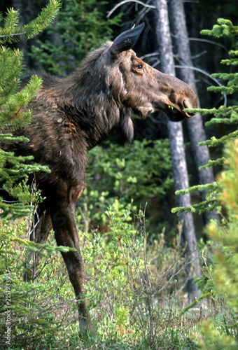 Photography Female cow moose grazing in a coniferous forest in Canada