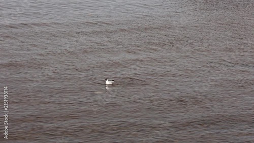 Black headed gull flying low over rippling lake water with ducks in the distance