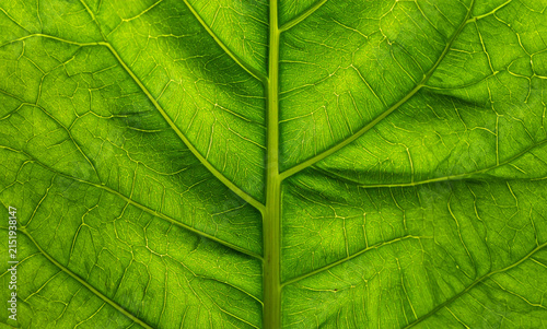 Macro Close-Up of Green Leaf Texture showing Detailed Veins and Pattern