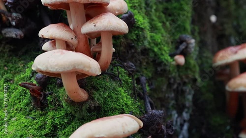 Close up slider shot of wild mushrooms growing on moss covered tree trunk