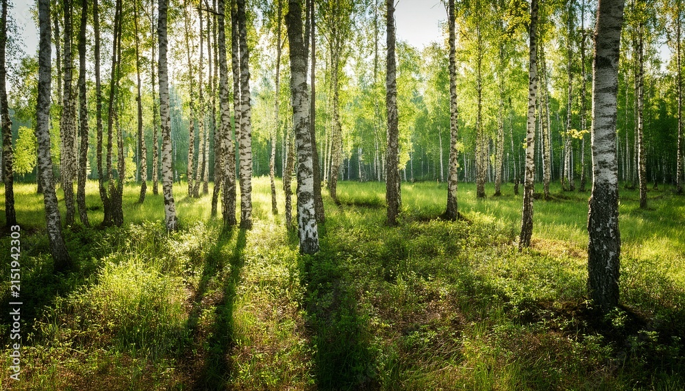 Obraz premium Summer Birch Forest Finland