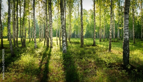 Summer Birch Forest Finland