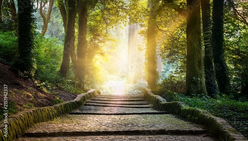 Beautiful Enchanting Forest Opening Path Leading To A Bright Light