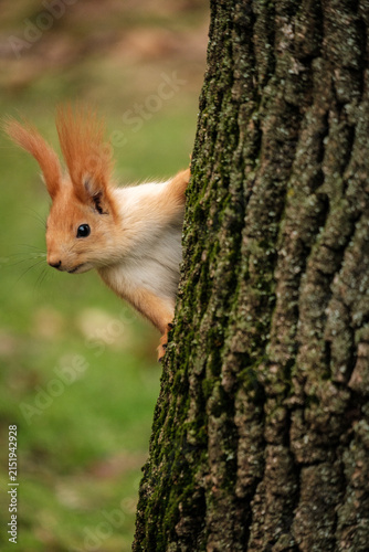 Red Squirrel on Tree trunk