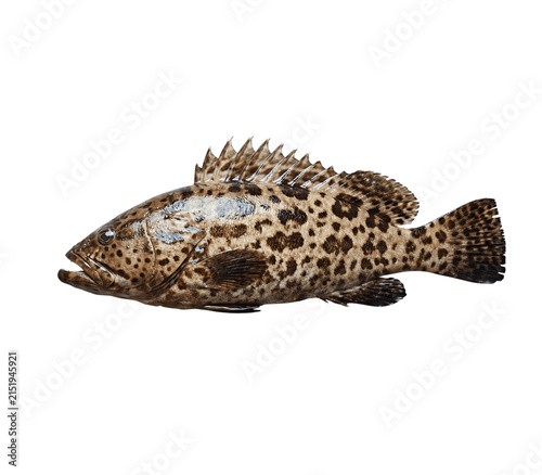 Fotografie fresh dot grouper fish