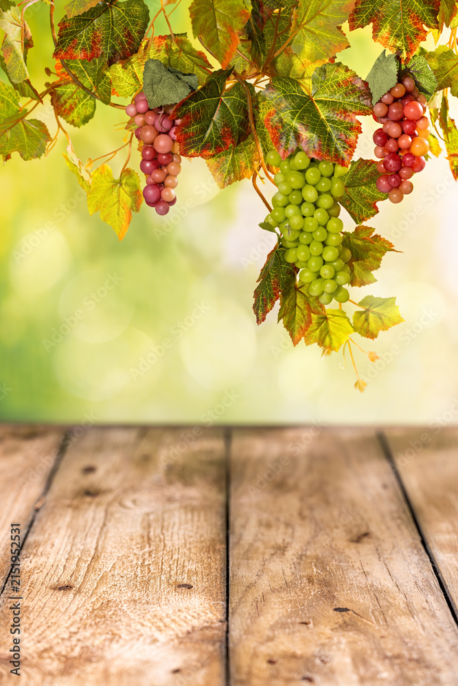 Obraz premium Empty rustic wooden table under hanging grape bunches and vine leaves for autumn harvest product background
