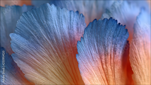 Macro detail showing delicate petal texture with soft peach to cobalt blue color gradient transition with flower petals transitioning view overlapping flower