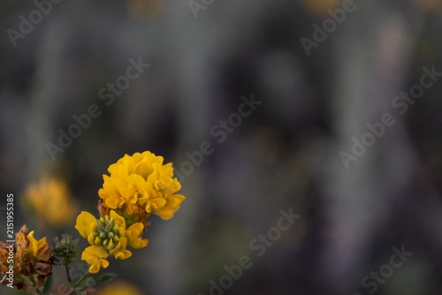 Close up of small yellow wildflowers blooming in a meadow against a dark blurred background. Beautiful macro photography capturing delicate petals and natural details of wild flora during the spring