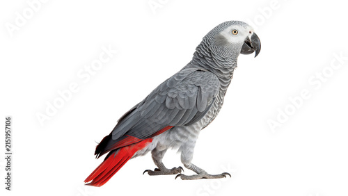 Photography Beautiful exotic single grey african parrot bird standing wildlife animal isolat