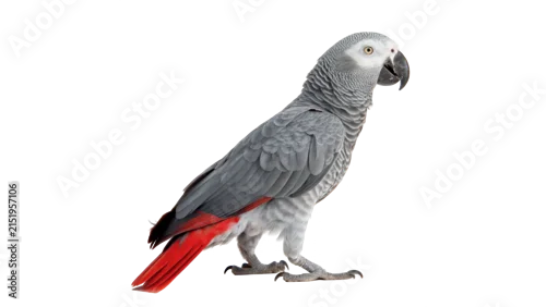 Fototapeta na wymiar Beautiful exotic single grey african parrot bird standing wildlife animal isolated on transparent background