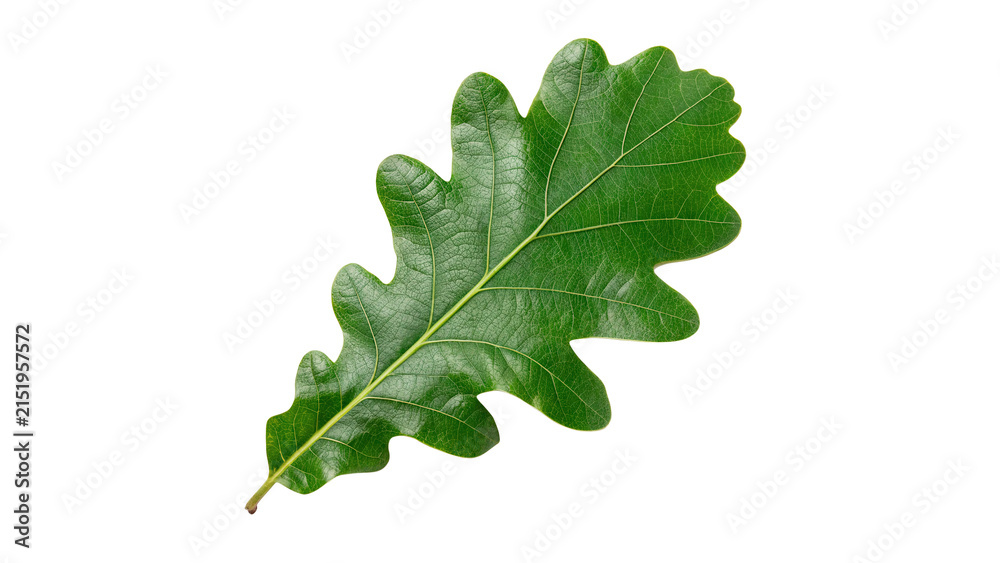 Fototapeta premium Fresh vibrant green oak tree leaf detailed veins structure foliage isolated on transparent background