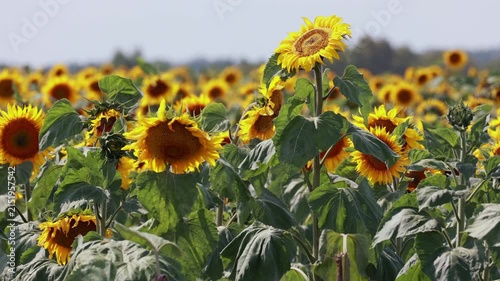Tall blooming sunflower standing above crop in summer field