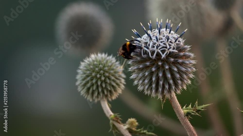 Wild bumblebee pollinating blooming blue globe thistle flower