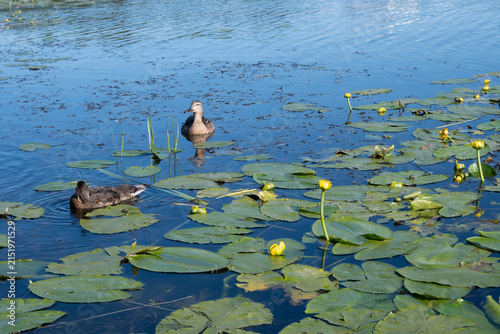 Принти на полотні Horizontal wide view of two juvenile mallard ducks resting on calm blue water surrounded by green aquatic plants