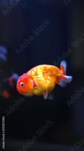 Lionhead goldfish swimming in an aquarium could be used in an advertisement for a pet fish shop.