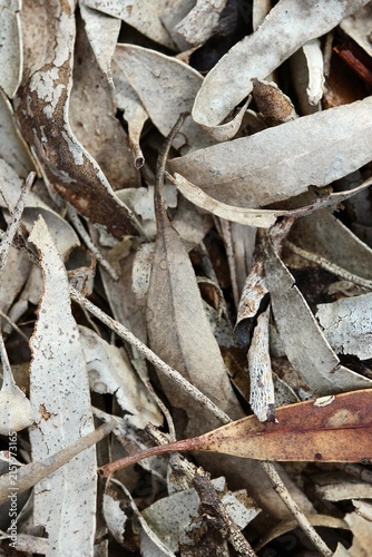 Dried curled eucalyptus leaves and twigs texture background, natural fallen gum leaf litter close-up