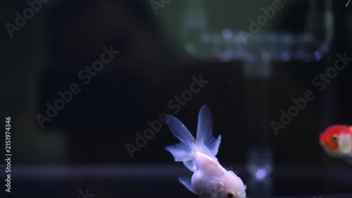 Lionhead goldfish swimming in an aquarium could be used in an advertisement for a pet fish shop.