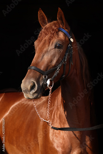 Dressage race horse portrait indoor stable
