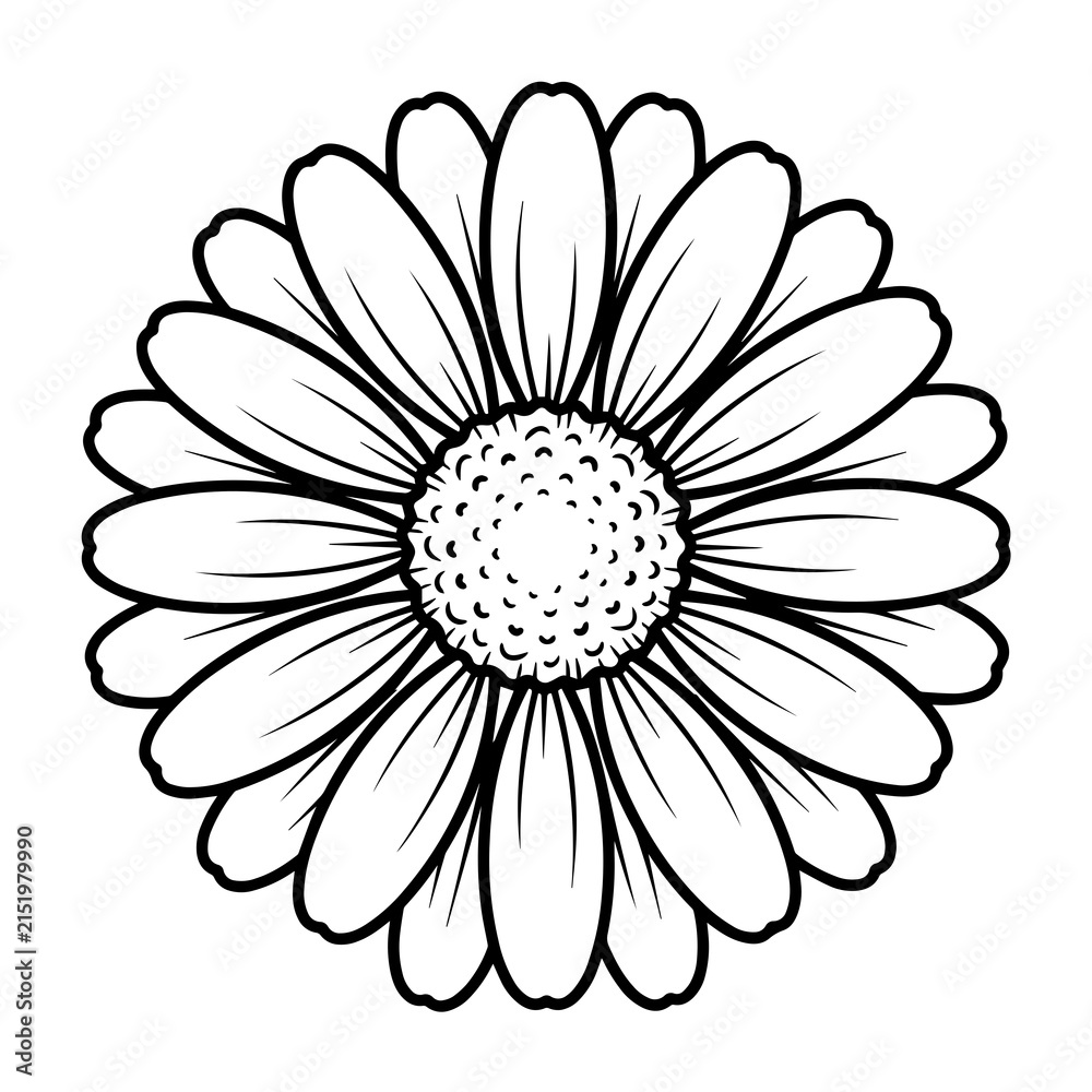 Fototapeta premium Simple black and white line of a single daisy flower blossom with many petals, isolated on a white background