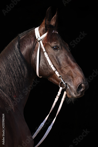 Young Holstein sports horse low key portrait