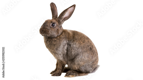 Brown rabbit sitting on white