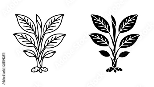 Set of Ginger Plant Vector Icons in Outline and Silhouette