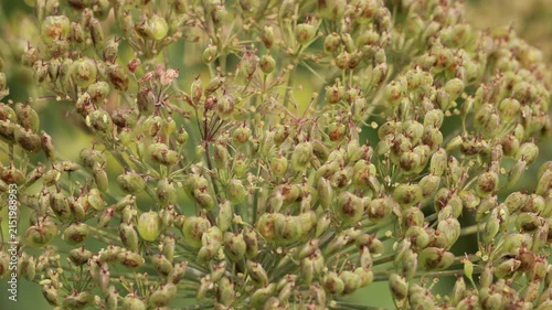 Close up of wild plant seed head in nature