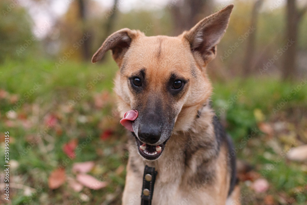 Fototapeta premium Male dog on the walking in the park