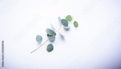 slender, aesthetic branch with round leaves 
