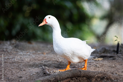 Pato blanco en el parque