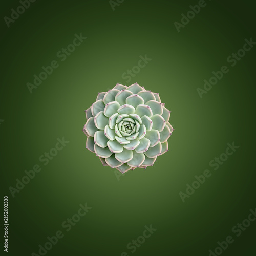 White rose flower with green center on dark green background