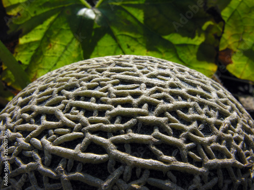           conceptual image of muskmelon in the vegetable garden, closeup