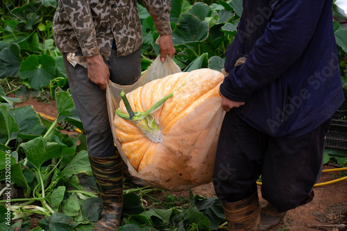 Farmers carrying a giant orange pumpkin during harvest at an organic farm in Da Lat Vietnam